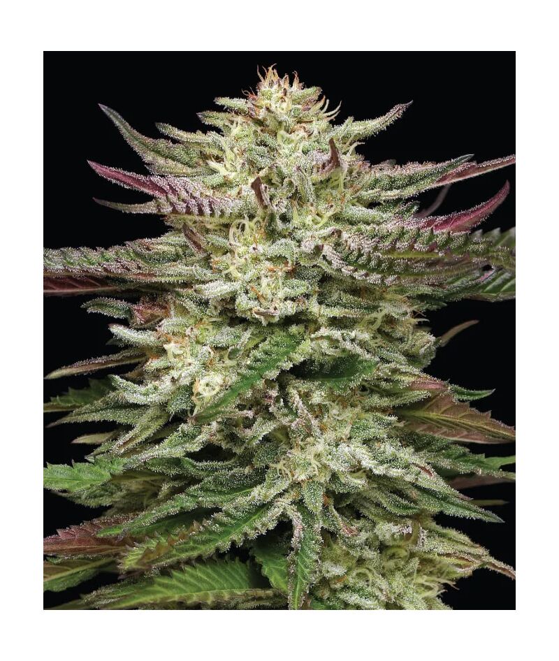 Humboldt Headband Auto, Фасовка: 3, изображение 3